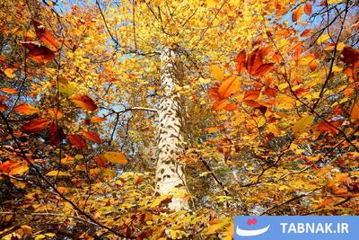  طبیعت پاییزی گیلان