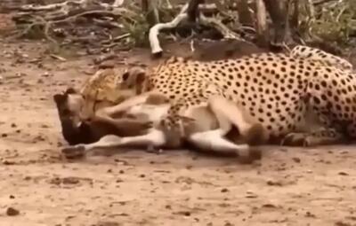  شکار گوساله بوفالو توسط یوزپلنگ در دشت‌های آفریقا (فیلم)