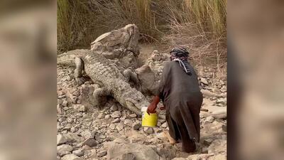  رفیق شدن یک بلوچ با گاندو، تمساح ایرانی در نزدیکی چابهار (فیلم)