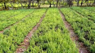  اینجا شهر ترخون ایران است