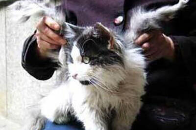  واکنش‌ها به وجود گربه بالدار در کرمان!