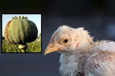  تست مثبت اعتیاد پس از صرف جوجه کباب!