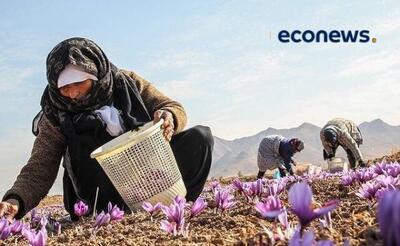  تربت‌حیدریه؛ مقصد جدید گردشگری زعفران در ایران - اکونیوز