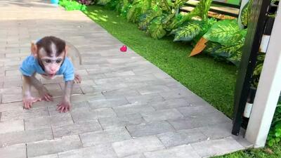  میمون کوچولو و بازی با بادکنک‌ها – داستانی خنده‌دار و رنگی