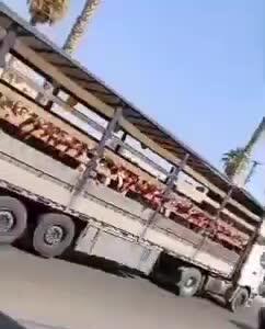  جابجایی دانش‌آموزان یک مدرسه در جهرم با کامیون