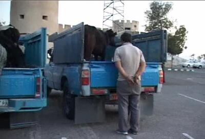  شکست شبکه سازمان‌یافته سرقت احشام در شاهرود