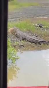  فیلم شکار سگ توسط تمساح