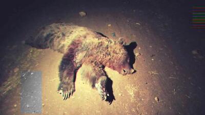  تلف شدن یک قلاده خرس قهوه ای بر اثر تصادف با پراید