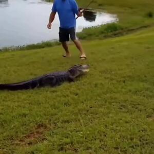  فیلم واکنش سریع مرد در برابر حمله تمساح