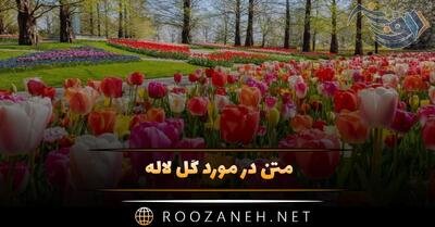  متن در مورد گل لاله؛ جملات احساسی و شعر درباره گل لاله