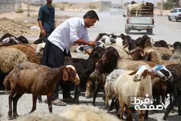  قیمت جدید دام‌زنده ۱۶ آبان‌ماه ۱۴۰۴ اعلام شد/ گوسفند و گوساله گران شد + جدول