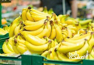  قیمت موز باید بسیار پایین‌تر باشد/ رانت واردات موز در قبال صادرات سیب!