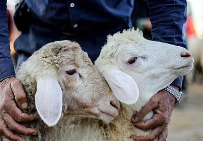  قیمت جدید دام‌زنده ۱۶ آبان‌ماه ۱۴۰۴ اعلام شد