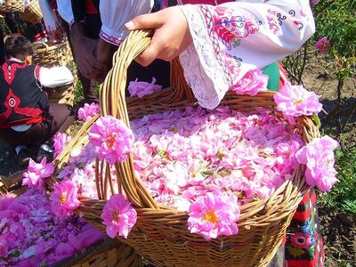  عربستان «گل محمدی» را از ایران دزدید!