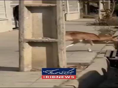 ورود میش وحشی به معابر شهری لواسان