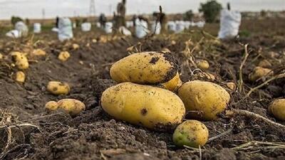  سال به سال سطح زیرکشت سیب زمینی در فاروج کاهش می‌یابد