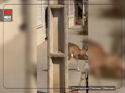  ورود میش وحشی به معابر شهری لواسان
