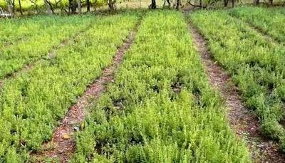  گوناگون/ ماجرای گیاهی روسی در دل کویر ایران