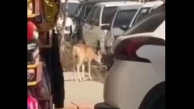  ورود میش وحشی به معابر شهری لواسان