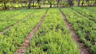  اینجا شهر ترخون ایران است / ماجرای که گیاهی روسی در دل کویر ایران