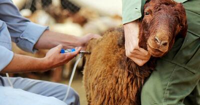  تب برفکی بیش از 2 میلیارد تومان به دامداران خسارت زد