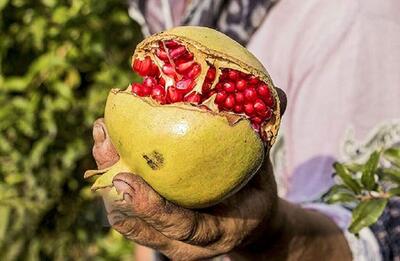  ترفندهای خرید و نگهداری انار تازه