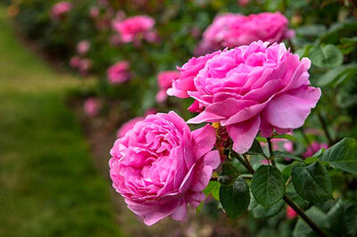  عربستان گل محمدی ایرانی را به نام خود ثبت کرد