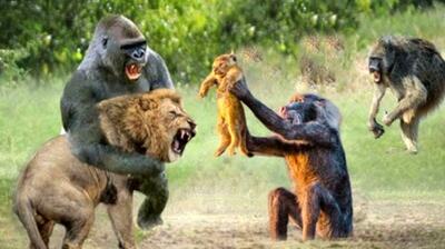  اعتماد به نفس مرگبار بابون در برابر شیرها