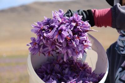  جهش در تولید زعفران در اردبیل/پیش‌بینی برداشت ۵۲۰ کیلوگرم زعفران از مزارع گیاهان دارویی
