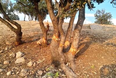  قصابی بلوط‌ها؛ زخم‌های غفلت بر تَن زاگرس