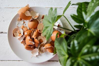  آیا پوست تخم مرغ برای رشد گل ها مفید است؟