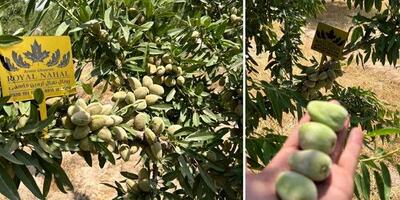  سرمایه گذاری سبز در دوران بحران آب با کاشت بادام مقاوم به کم آبی