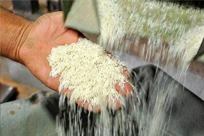  قیمت برنج هندی و پاکستانی در بازار