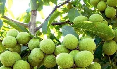  چگونه با احداث باغ گردو به درآمد میلیاردی دست یابیم؟