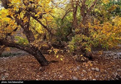  طبیعت پاییزی باغ‌های گردو کهمان شهرستان سلسله