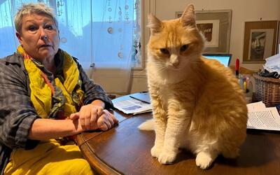  گربه‌ای که وارد حیاط همسایه شد و ۱۴۰۰ دلار هزینه روی دست صاحبش گذاشت!