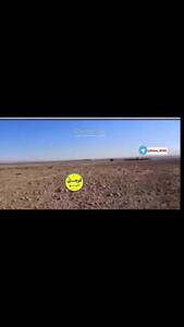  تلف‌شدن ۲۰۰ گوسفند در پی خصومت شخصی+فیلم