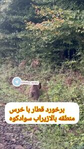  برخورد قطار با خرس در بالازیراب سوادکوه + فیلم