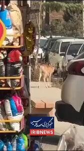  ورود میش وحشی  به معابر شهری لواسان + فیلم
