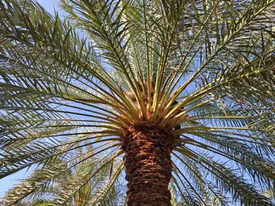  حال نخل‌های اراک خوب است؛ سبز و سرحال در جای جدیدشان