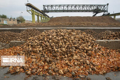  خرید ۶۵۶ هزار تُن چغندرقند در کرمانشاه/برداشت «طلای شیرین» ادامه دارد