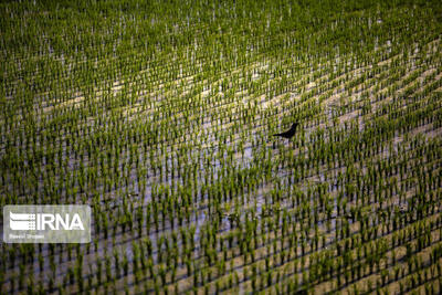  کشت پاییزه در ایلام بر مدار واقعیت‌های اقلیمی و منابع آبی