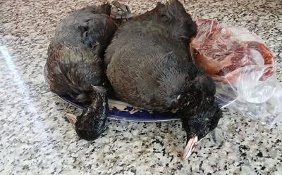  کشف و ضبط لاشه سه قطعه پرنده چنگر غیرمجاز در گنبدکاووس