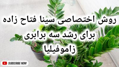  کود مناسب زاموفیلیا