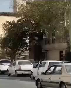  ورود میش وحشی به معابر شهری لواسان