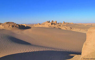  انقلابی در کشاورزی؛ این گیاه در دمای ۴۹ درجه زنده می‌ماند