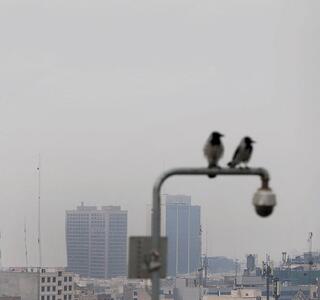  ترک فعل‌های خاکستری