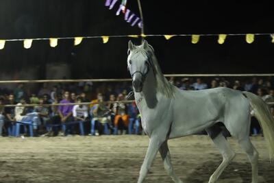  برگزاری دومین جشنواره زیبایی اسب در رودان