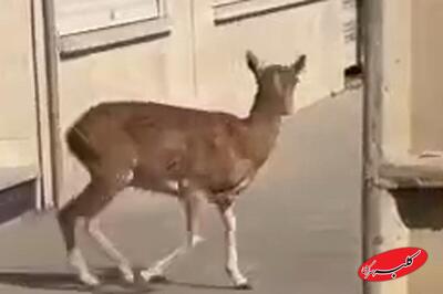  ببینید | ورود میش وحشی به معابر شهری لواسان - کلبه سرگرمی