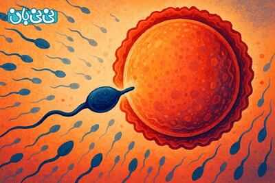  از کجا بفهمم لقاح صورت گرفته است؟